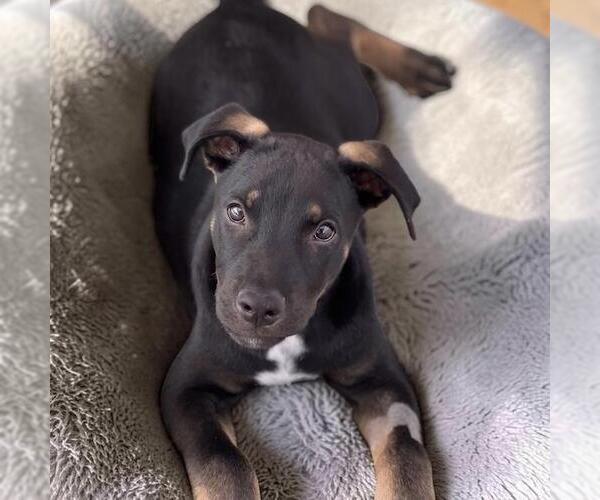 Medium Photo #2 Mutt Puppy For Sale in San Diego, CA, USA