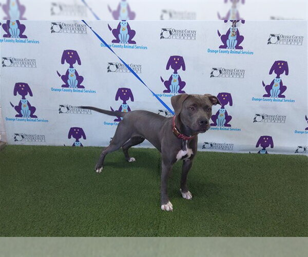 Medium Photo #1 Mutt Puppy For Sale in Orlando, FL, USA