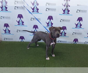 Mutt Dogs for adoption in Orlando, FL, USA