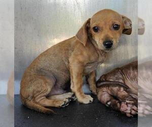 Mutt Dogs for adoption in San Antonio, TX, USA