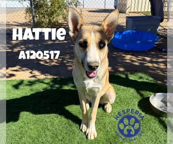 Medium Photo #2 Siberian Husky-Unknown Mix Puppy For Sale in HESPERIA, CA, USA