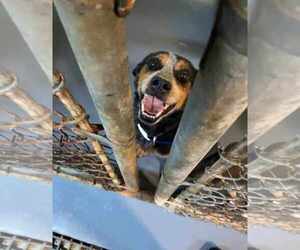 Hammer - Female Beagle-Unknown Mix Dog for Adoption - Photo #3