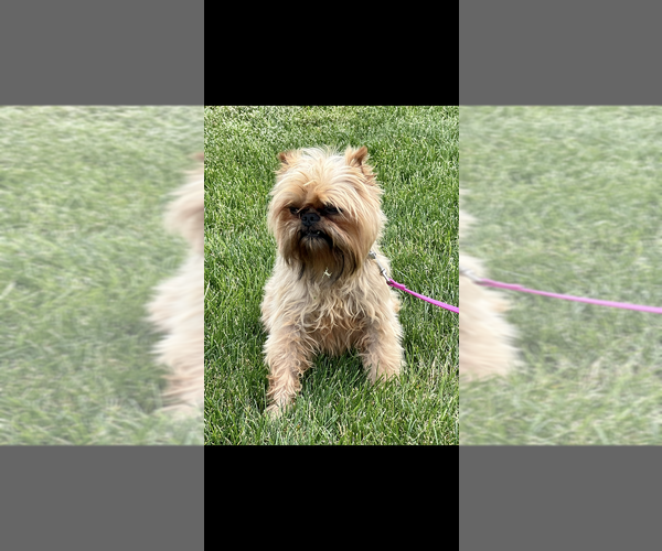 Medium Photo #1 Brussels Griffon Puppy For Sale in NILES, MI, USA