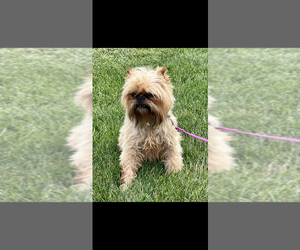 Father of the Brussels Griffon puppies born on 09/29/2025