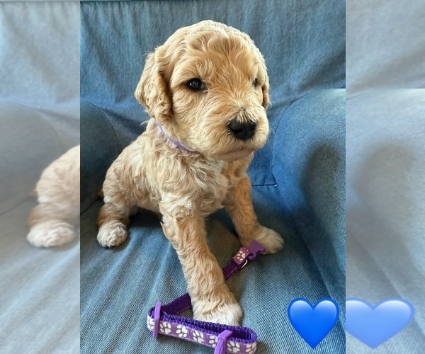 Medium Photo #9 Goldendoodle (Miniature) Puppy For Sale in NEWPORT, MN, USA