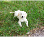 Image preview for Ad Listing. Nickname: Whitney