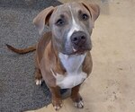 Small American Bully-Boxer Mix