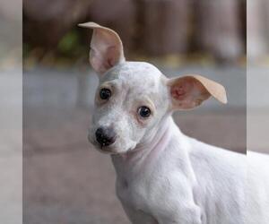 Noodle Pup - Fusilli - Female Poodle (Miniature)-Unknown Mix Dog for Adoption - Photo #7