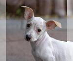 Small Photo #7 Poodle (Miniature)-Unknown Mix Puppy For Sale in San Diego, CA, USA