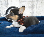 Small Photo #8 Pembroke Welsh Corgi Puppy For Sale in HONEY BROOK, PA, USA