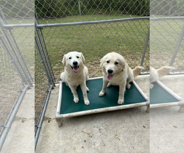 Medium Photo #2 Great Pyrenees-Unknown Mix Puppy For Sale in Croydon, NH, USA