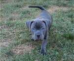 Small #2 American Pit Bull Terrier