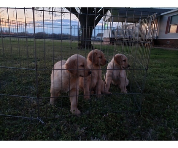Medium Photo #12 Golden Retriever Puppy For Sale in CLAREMORE, OK, USA