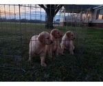 Small Photo #12 Golden Retriever Puppy For Sale in CLAREMORE, OK, USA