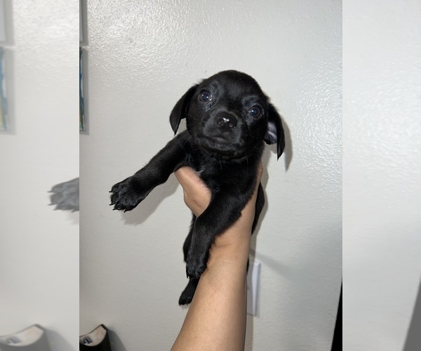 Medium Photo #5 Chiweenie Puppy For Sale in FEDERAL WAY, WA, USA