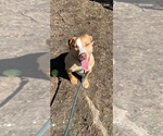 Small #9 Mutt