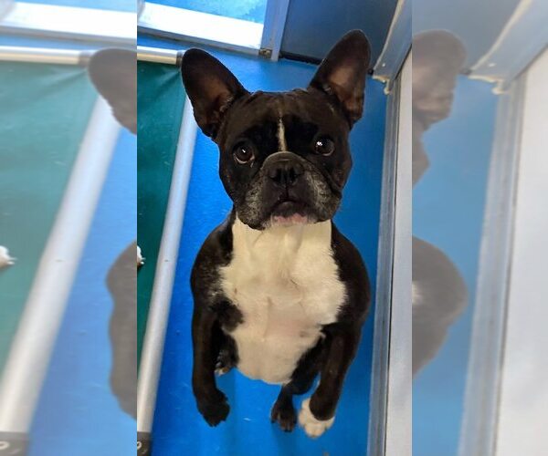 Medium Photo #2 French Bulldog-Unknown Mix Puppy For Sale in Calgary, Alberta, Canada