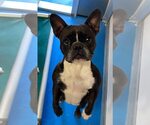 Small #1 French Bulldog Mix