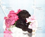 Small Photo #9 Poodle (Toy) Puppy For Sale in SANGER, TX, USA