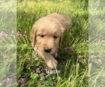 Small #10 Golden Retriever