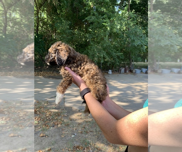 Medium Photo #7 Goldendoodle Puppy For Sale in BRKN ARW, OK, USA