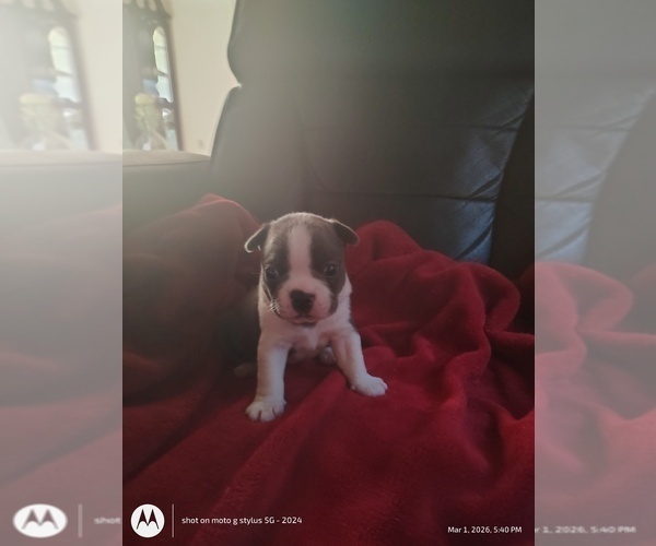 Medium Photo #1 Boston Terrier Puppy For Sale in BAMBERG, SC, USA