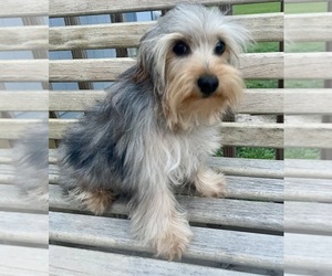 YorkiePoo Puppy for Sale in GEORGETOWN, Texas USA