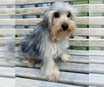 Small Photo #1 YorkiePoo Puppy For Sale in GEORGETOWN, TX, USA