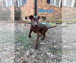 Small Photo #4 German Shepherd Dog-Retriever  Mix Puppy For Sale in Virginia Beach, VA, USA