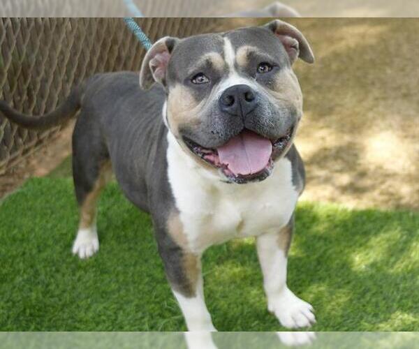 Medium Photo #2 American Staffordshire Terrier-Unknown Mix Puppy For Sale in Tallahassee, FL, USA