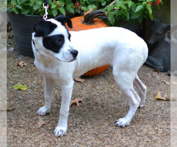 Medium Photo #2 Pointer-Unknown Mix Puppy For Sale in Enfield, CT, USA