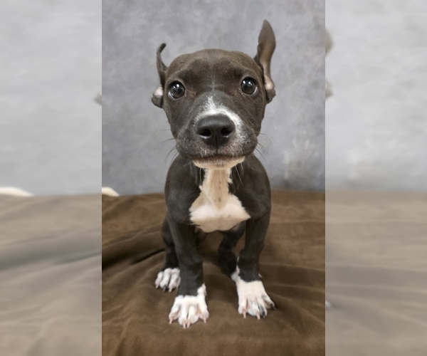 Medium Photo #2 Mutt Puppy For Sale in Woodbury, NY, USA