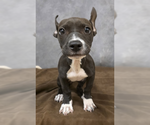 Small #1 Mutt