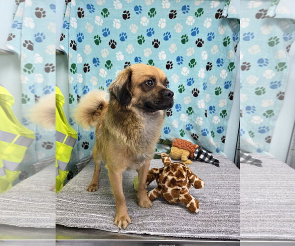Medium Photo #4 Puginese Puppy For Sale in Chico, CA, USA
