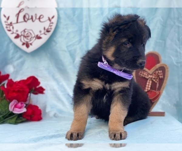 Medium Photo #4 German Shepherd Dog Puppy For Sale in LANCASTER, PA, USA