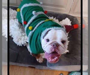 Izzy - Female Bulldog Dog for Adoption - Photo #2