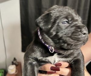 Cane Corso Puppy for sale in CORNING, CA, USA