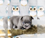 Small Photo #10 French Bulldog Puppy For Sale in SALEM, OR, USA