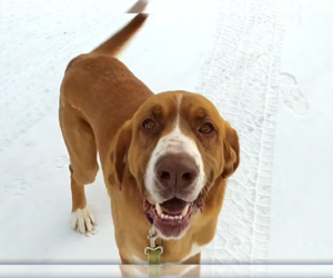 Saint Bernard-Unknown Mix Dogs for adoption in Hinton, WV, USA
