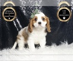 Small Photo #6 Cavalier King Charles Spaniel Puppy For Sale in WARSAW, IN, USA