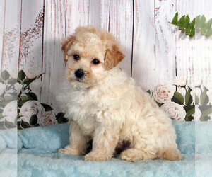 Bichpoo Puppy for sale in PENNS CREEK, PA, USA