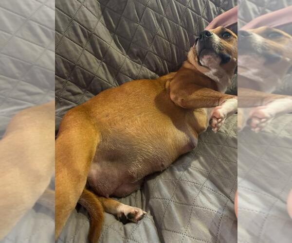 Medium Photo #2 American Pit Bull Terrier-Unknown Mix Puppy For Sale in Oakhurst, NJ, USA