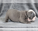 Small #2 Bulldog