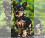 Small Photo #3 Yorkshire Terrier Puppy For Sale in SILVER CREEK, GA, USA