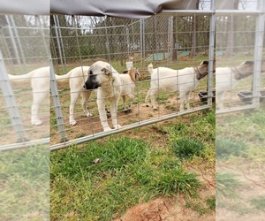 Anatolian Shepherd Puppy for sale in LAURENS, SC, USA