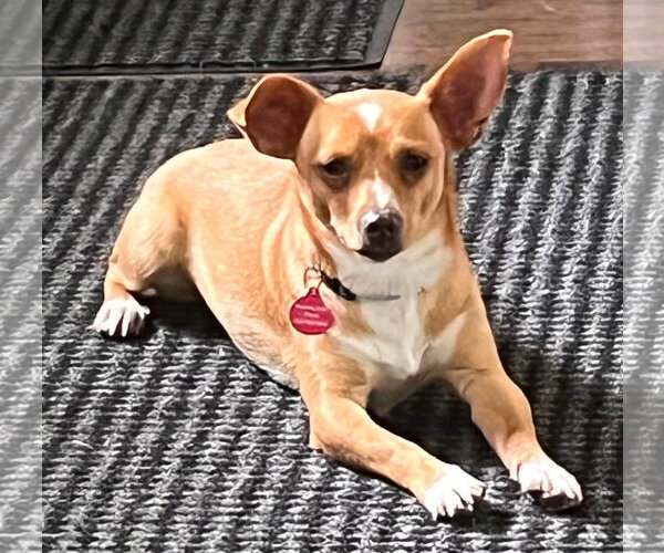 Medium Photo #3 Chihuahua-Unknown Mix Puppy For Sale in Genesee, WI, USA