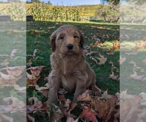 Goldendoodle (Miniature) Puppy for sale in FREDERICKSBURG, OH, USA