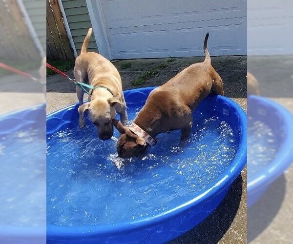 Medium Photo #7 American Staffordshire Terrier-Labrador Retriever Mix Puppy For Sale in Strongsville, OH, USA