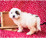 Small Photo #13 Saint Berdoodle Puppy For Sale in WAKARUSA, IN, USA