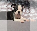 Small #1 Boston Terrier